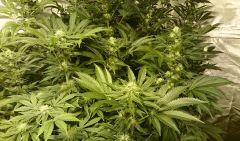LINEAGE GENETICS FLO+41