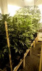 LINEAGE GENETICS FLO+41
