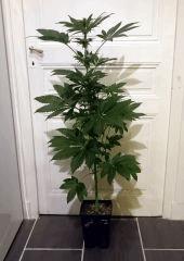 WHITE WIDOW FLO+32