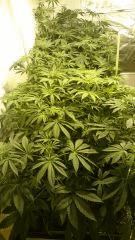 LINEAGE GENETICS FLO+24