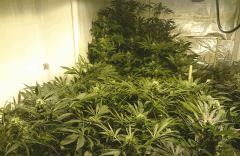 LINEAGE GENETICS FLO+41