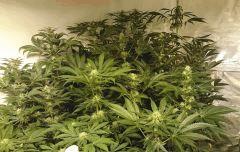 LINEAGE GENETICS FLO+41