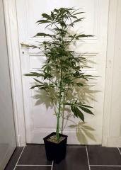 ORANGE STRAWBERRY BANANA FLO+32