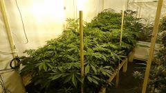 LINEAGE GENETICS FLO+18