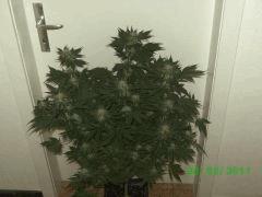 BILD2266