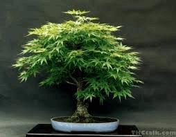 bonsaï cannabis