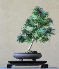 cannabis bonsaï