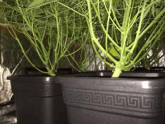 13324384 10206856160738868 2111318681 O