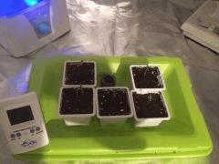 5.5 plantules!