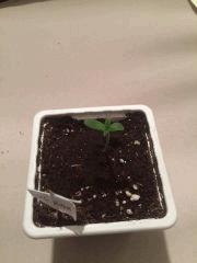 Og Kush CRO +3