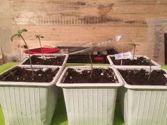 5.5 plantules! (2)