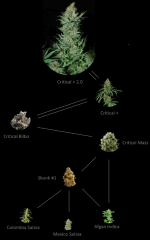 pheno critical   2.0