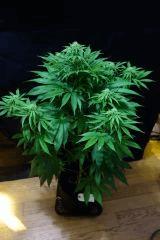 Casey jones F+24