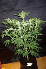Girls scout cookie F+24