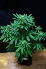 Casey jones F+24