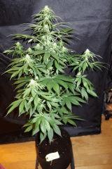 Casey jones F+24