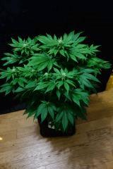Blue Dream F+24