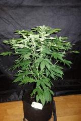 Casey jones F+24