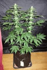 Blue Dream F+24