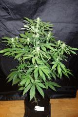 Casey jones F+24