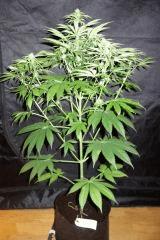 Casey jones F+24