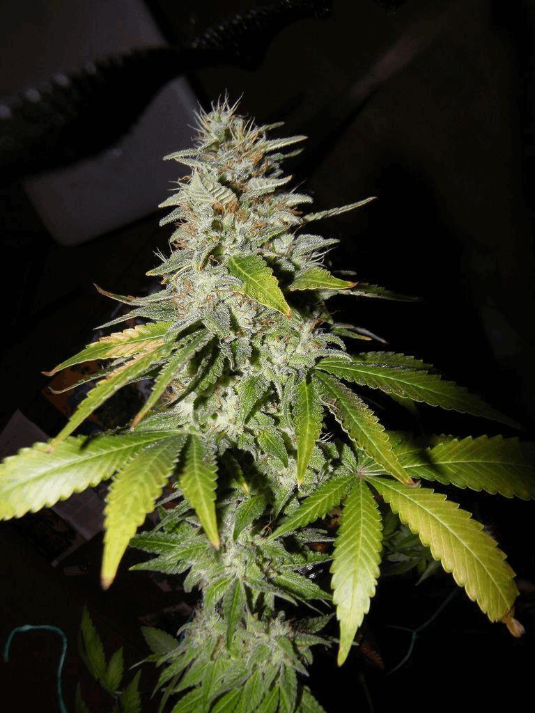 Somango