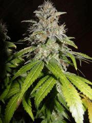 Somango fin de flo