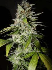 Somango fin de flo