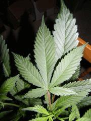 Somango macro feuille