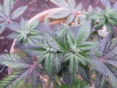 Somango Exte Hivernal
