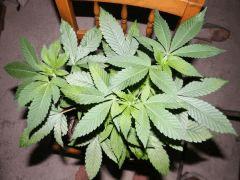 Somango Croissance