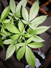 Somango Croissance