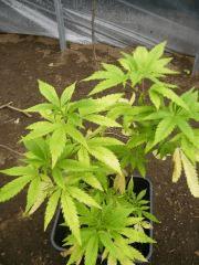Male de Somango