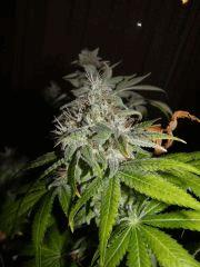 Somango fin de flo