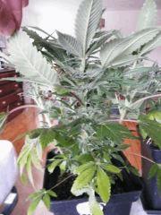 So mango a 4 semaine