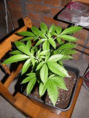 Somango Croissance