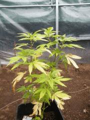 Male de Somango