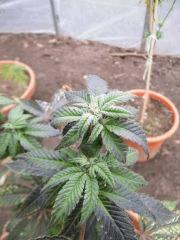 Somango Exte Hivernal
