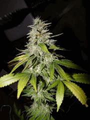 Somango