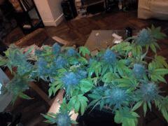 So Mango coloc fin de flo