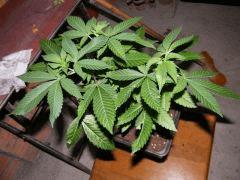 Somango Croissance
