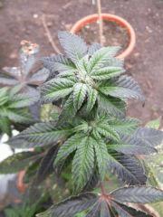 Somango Exté Hivernal