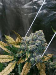 Bud white widow