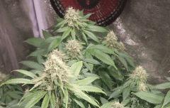 OG Kush 2 Zoom