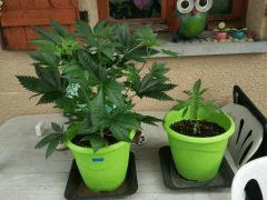 Famille2