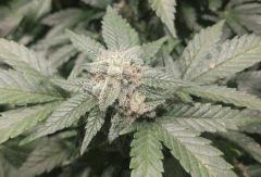White Widow Zoom