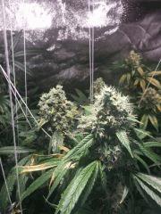 zoom buds