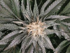 bud3