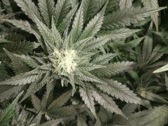 bud2