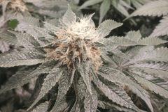 Blue Mystic Zoom